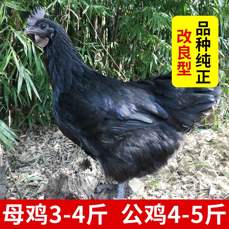 五黑一绿鸡种蛋:绿色宝藏蛋,孵化乌骨鸡的秘密武器!-鸡苗-淘宝好物网