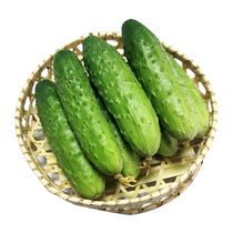 Fresh fruit cucumber 5 kg whole box crispy Dutch cucumber pregnant women vegetables Northeast specialty wholesale