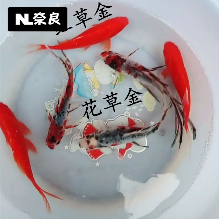Brocade carp Ornamental Fish Living Fresh water Feng Shui Fish good to keep alive and practice Handmaid's cold water red crucian carp goldfish