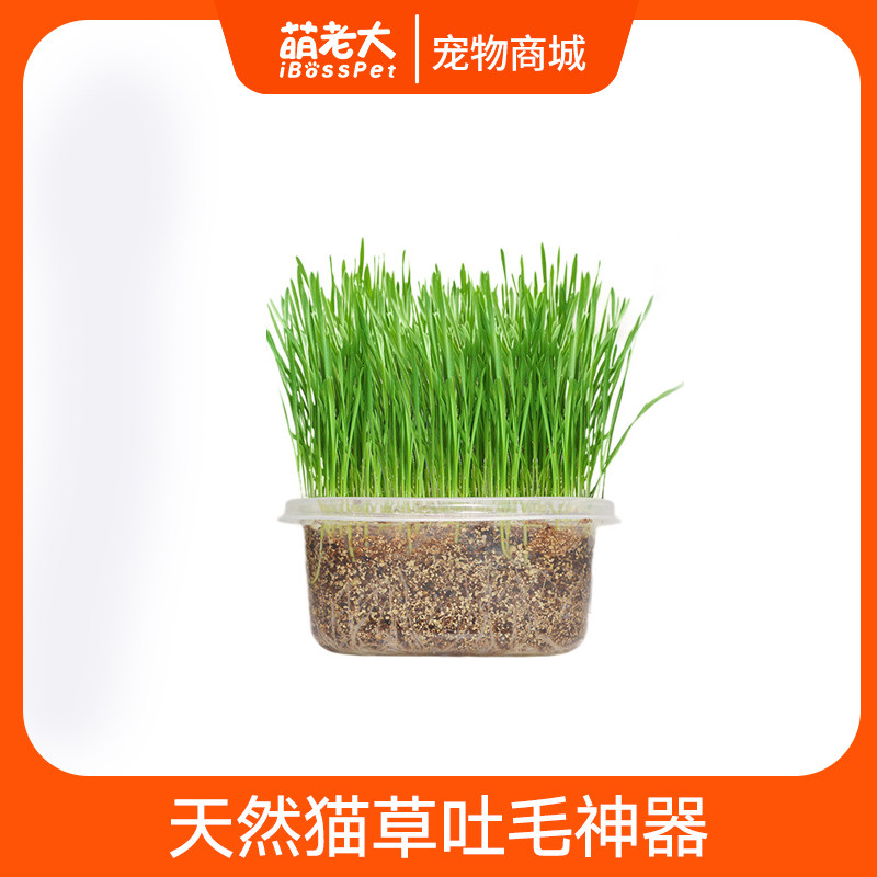 Cat snacks with high germination rate Pet conditioning gastrointestinal nutrition DIY planting cat grass