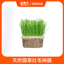 Cat treats High germination rate Pet conditioning gastrointestinal nutrition DIY planting cat grass