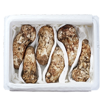 Premium matsutake fresh matsutake Yunnan Shangri-La wild mushroom non-dry goods 7-9cm wild matsutake 500g