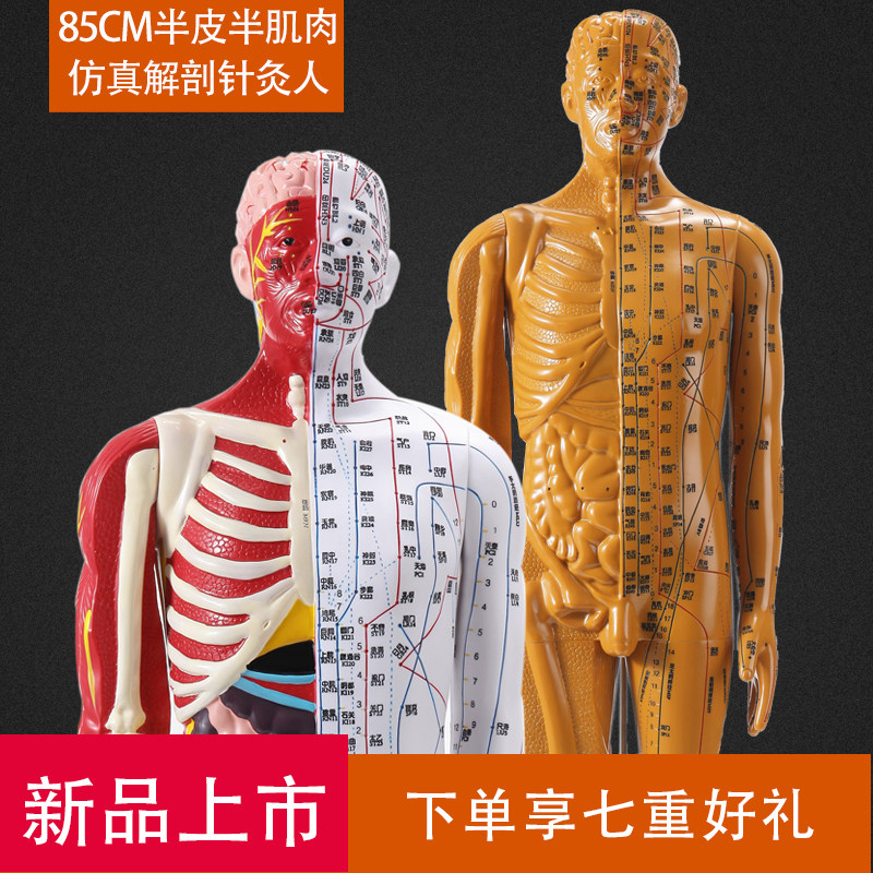 85cm半肌肉针灸穴位人体模型全身刻字高清中医十二经络图解剖模特