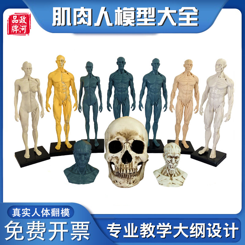肌肉男女人模型艺术用绘画雕塑人体教学模型医院用健身瑜伽房摆件
