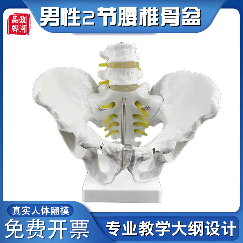 男性骨盆附二节腰椎人体骨骼模型盆骨模型腰椎模型脊椎带骨盆模型