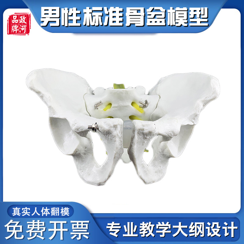 男性骨盆模型1：1自然大人体骨盆模型盆骨模型医院用教学骨骼模具