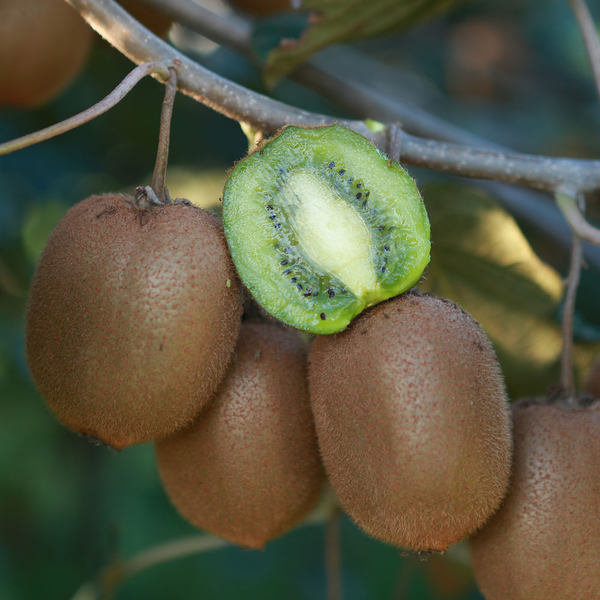 甄猕仁 陕西周至 绿心猕猴桃 奇异果 15个装 天猫优惠券折后¥12.8包邮(¥22.8-10) 甄猕仁 陕西周至 绿心猕猴桃 奇异果 15个装 天猫优惠券折后¥12.8包邮(¥22.8-10)