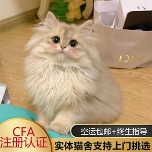 金渐层ny12猫幼猫英短蓝金宠物猫幼崽活物小猫长毛猫矮脚猫咪活体