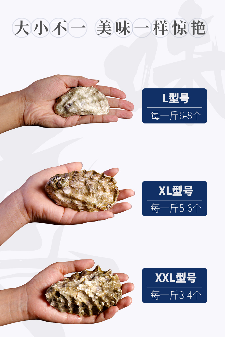 贝司令 乳山牡蛎 鲜活生蚝 5斤 天猫优惠券折后￥38.8起顺丰空运包邮（￥44.8-6）