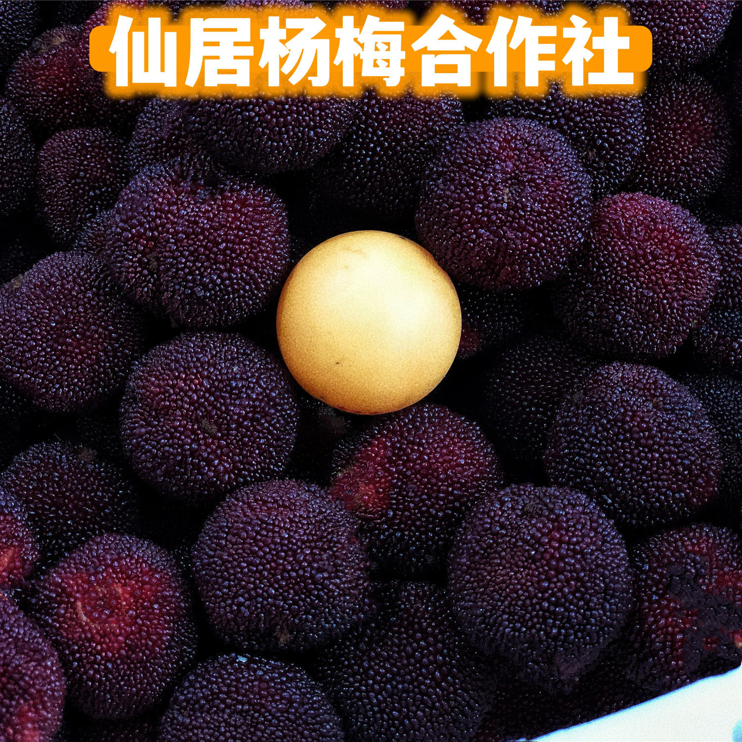 台州仙居杨梅合作社
