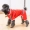 Chó áo mưa Teddy Bichon puppy Keji nhỏ vừa chó cưng quần áo bốn chân quần áo không thấm nước mưa quần áo - Quần áo & phụ kiện thú cưng áo dài cho chó