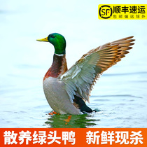 (Shan Xian Tiao) Farmhouse free-range Mallard live killing local duck fresh whole duck meat authentic old duck