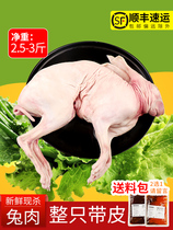 (Mountain fresh tune) farm free-range rabbits fresh rabbit meat with skin rabbit meat whole frozen fresh order