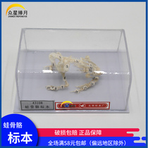 Frog bone specimen biological specimen model Junior High School High School biological model teaching instrument experimental equipment teaching aid