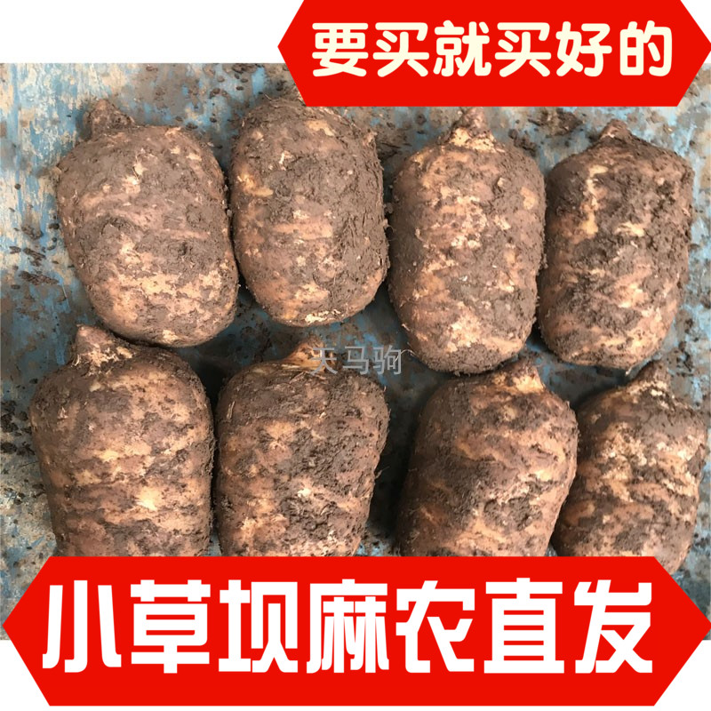 Shunfeng Yunnan Zhaotong Small Grass Dam of Gastrodia Origin Hemp Farmers Direct Marketing Small Grass Dam Fresh Gastrodia Head Fizzy Headache-Taobao