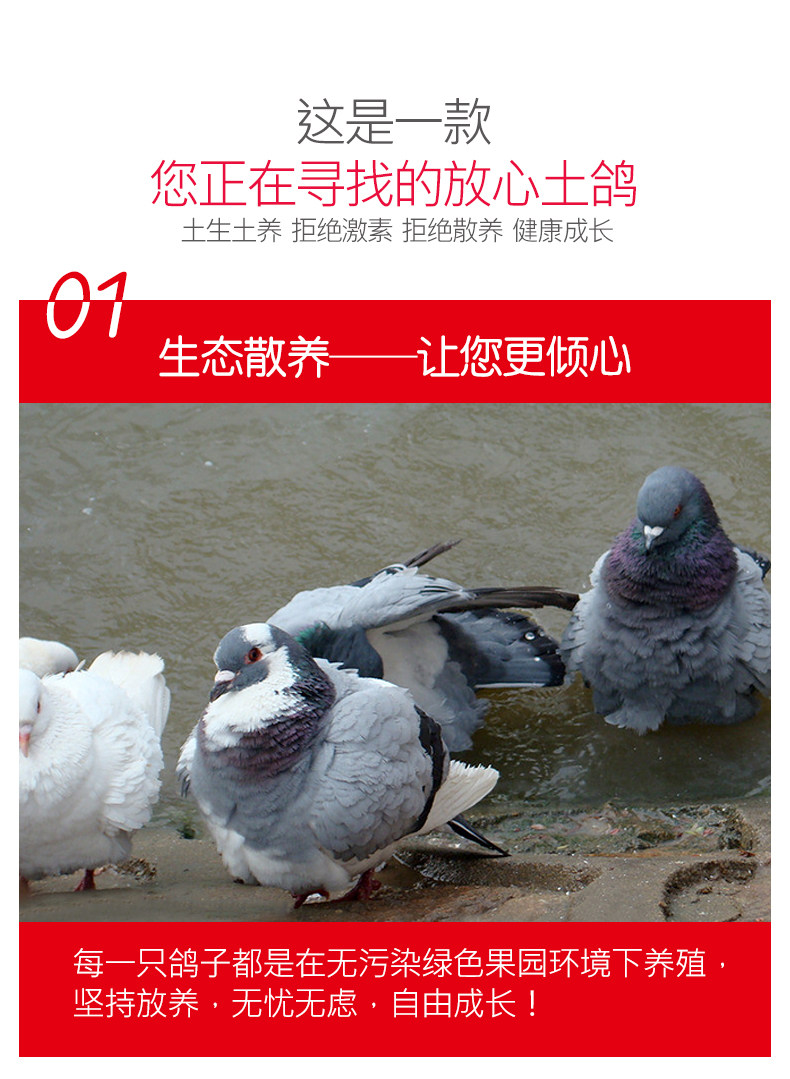 乡缘时空 农家散养乳鸽 350g*3只 生鲜现杀 图3