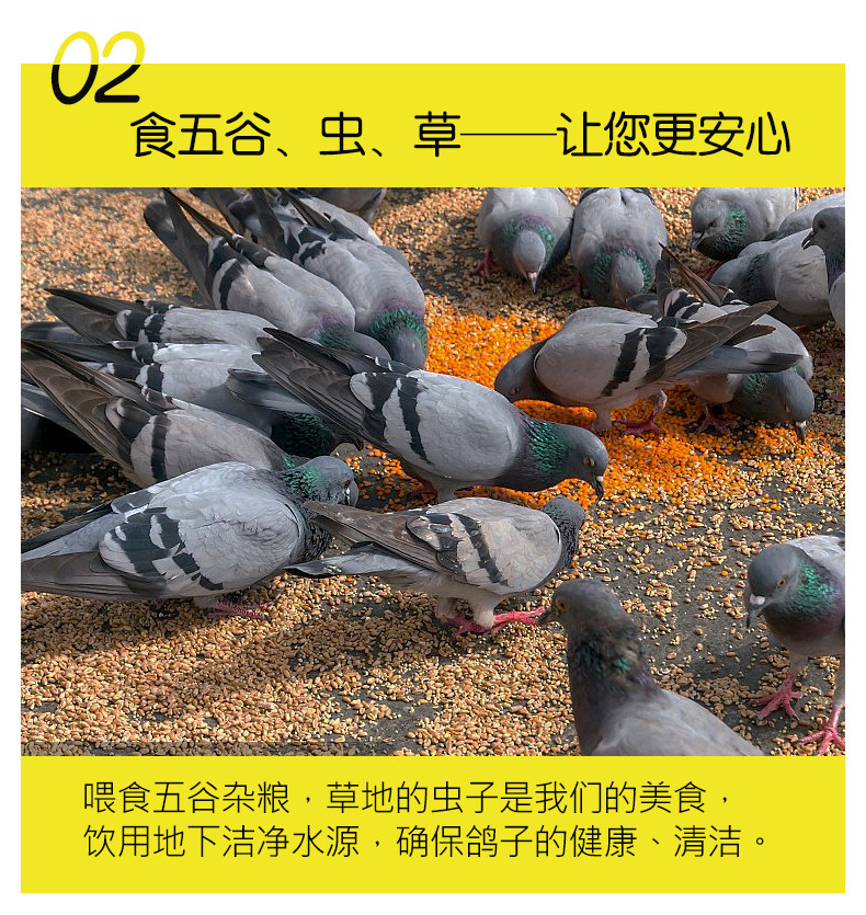 乡缘时空 农家散养乳鸽 350g*3只 生鲜现杀 图4