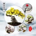 嘉懿花卉