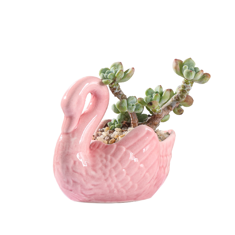 Flowerpot ceramic small express it in the cartoon, fleshy special offer a clearance of creative move desktop the plants and animals take place