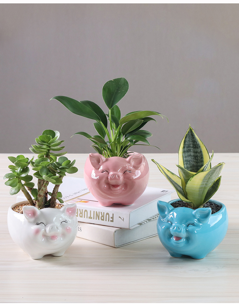 Simple cartoon fleshy flowerpot ceramic creative move, lovely pig sitting room plant white flower pot money plant