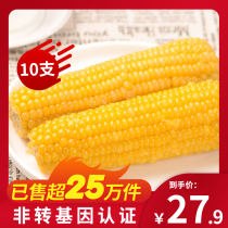 Whole box 10 sticks Northeast small fragrant yellow glutinous corn Fresh now off and sticky and sweet vacuum non-GMO i.e. fat and reduced food