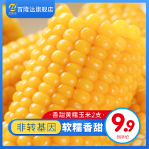 (9 9) glutinous corn northeast non-GMO sweet corn stick vacuum fresh sticky yellow corn 2 try and eat