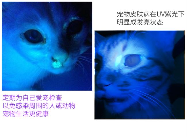 Phát hiện bệnh ngoài da Sạc mèo mèo mèo mèo mèo thử nghiệm UV phát hiện nấm vật nuôi - Cat / Dog Medical Supplies Dụng cụ phòng khám thú y