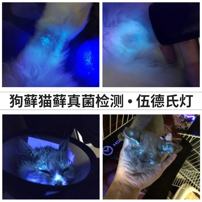 Phát hiện bệnh ngoài da Sạc mèo mèo mèo mèo mèo thử nghiệm UV phát hiện nấm vật nuôi - Cat / Dog Medical Supplies Dụng cụ phòng khám thú y