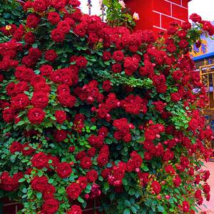 【稳定签到】花浓香庭院爬藤蔷薇盆栽