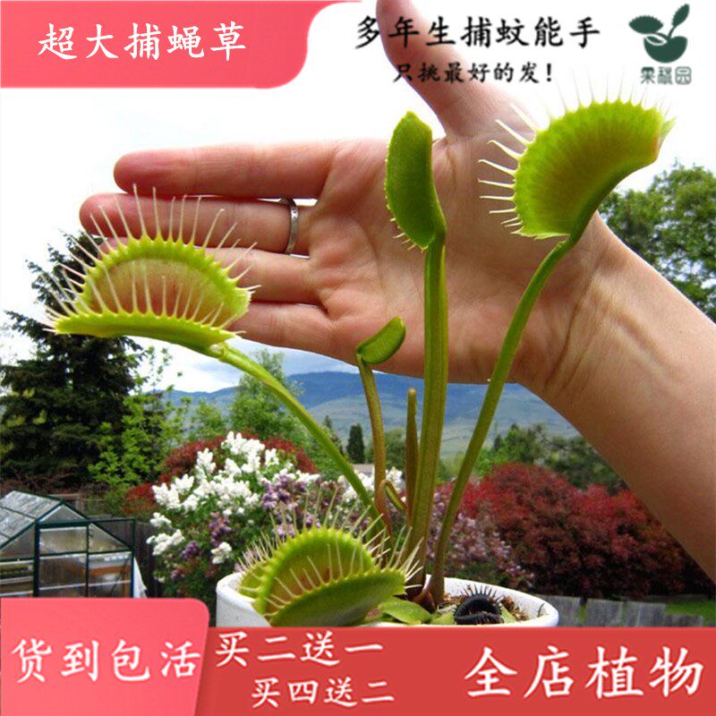 насекомоядное растение 超大捕蝇草【食虫植物捕蚊草食虫草驱蚊草巨大夹子春夏季直立】