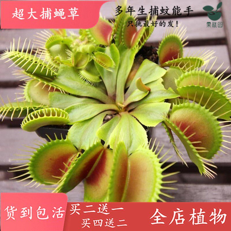 насекомоядное растение 超大捕蝇草【食虫植物捕蚊草食虫草驱蚊草巨大夹子春夏季直立】