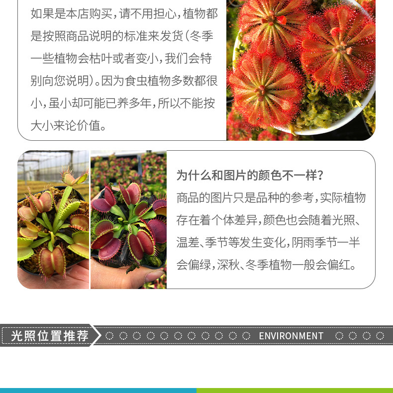 насекомоядное растение 超大捕蝇草【食虫植物捕蚊草食虫草驱蚊草巨大夹子春夏季直立】