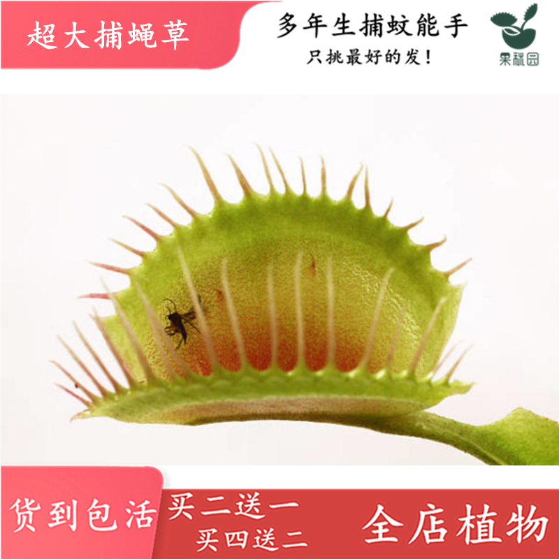 насекомоядное растение 超大捕蝇草【食虫植物捕蚊草食虫草驱蚊草巨大夹子春夏季直立】