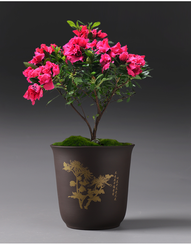 Flowerpot purple ceramic special offer a clearance of creative move contracted basin of Chinese style meat meat meat more than other household orchid