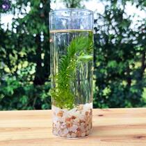 Freshwater table ecological cylinder micro - landscape shrimp tabletop decorated with easy to live fish bottle