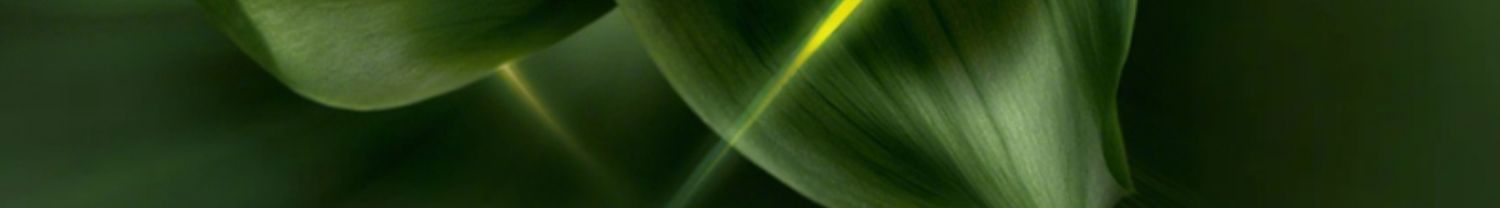 淮树金银花清颜精华液60ml 祛痘保湿修护补水控油正品化妆品官方旗舰店