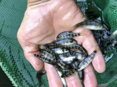 Native cold water light lip fish freshwater stream stone spot good breeding stream fish original ecological fish tank player dedicated