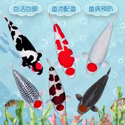 Pure-bred koi live fish red and white three-color Dannon giant Showa koi ornamental Fry