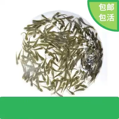 Feeding the turtle live small fish to feed the turtle The small fry fish live fish Red Dragon Live eating horned frog feed turtle feed live