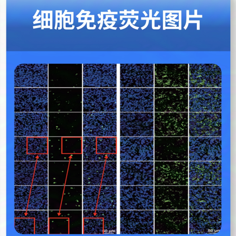 Research Image Plagiarism Check, Sci Paper Image Plagiarism Check, Cell Immunofluorescence He Staining Scratch Experiment Wb Research Image Plagiarism Check, Sci Paper Image Plagiarism Check, Cell Immunofluorescence He Staining Scratch Experiment Wb