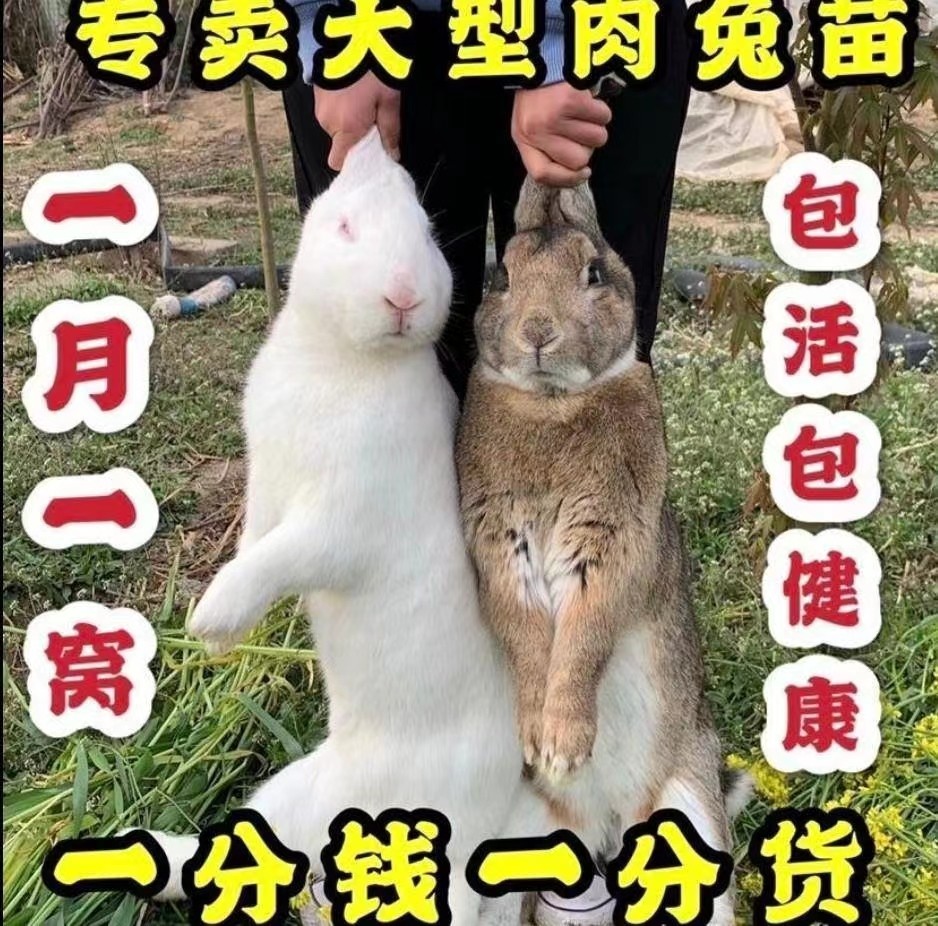 兔子活物月月兔小白兔黑小兔子?新手养兔必看避坑指南!-兔-淘宝百科网