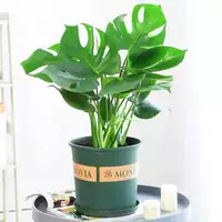 [Super Value] Boutique 45cm2 Open Back (Gallon Basin+Pottery)+питательный раствор (исключая горшок)