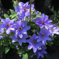 Парижский стиль [3 растения бесплатно], горшок в комплект не входит.