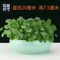 铜钱草+瓷盆（玉色