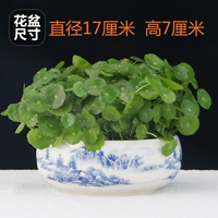 铜钱草+瓷盆（山水