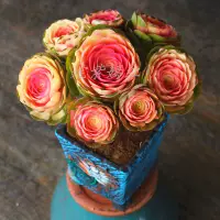 Очень красивая большая и старая старая куча мастер красного сердца мастер Джин Дуогу Растен