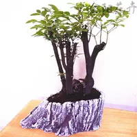 Mid -Node Multi -Headed+Retro Croot Croot Flower Pot