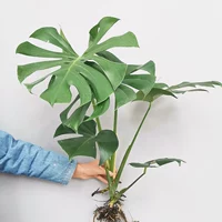 Простой, 40-50см