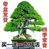 [Купить один волосы два] Приветствуя сосна Бонсай в помещении и открытых цветах Четыре сезона, вечнозеленые, холодные и горячие устойчивые
