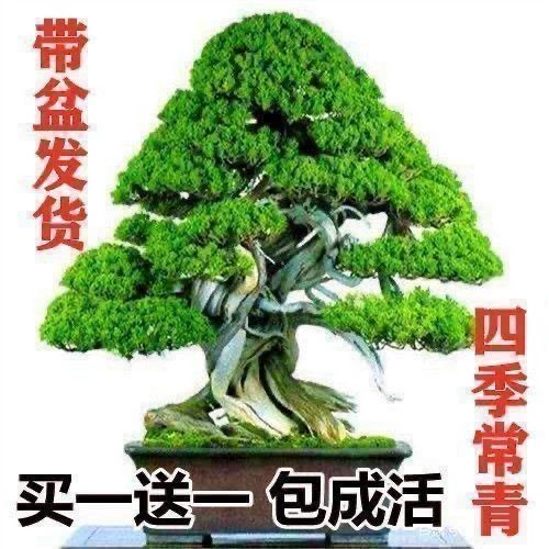 [Купить один волосы два] Приветствуя сосна Бонсай в помещении и открытых цветах Четыре сезона, вечнозеленые, холодные и горячие устойчивые